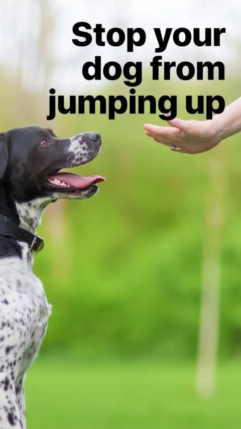 EveryDoggy App Store screenshot 2